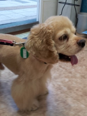 Dog Shelter | 〔1407T01〕 アメリカンコッカースパニエル オス 推定4